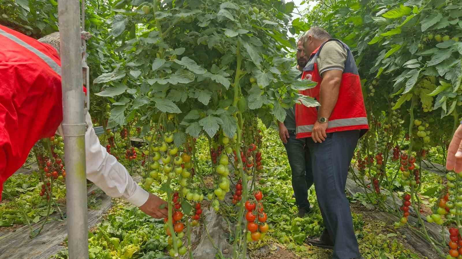 Karadeniz’in en büyük sebze serasında sezonun ilk domates hasadı yapıldı
