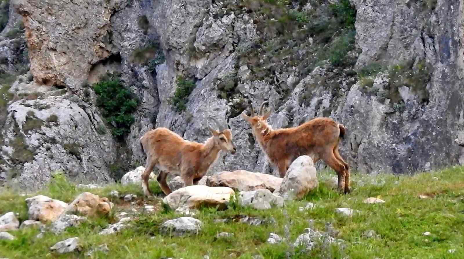 Dağ keçileriyle inek sürüsü bir arada
