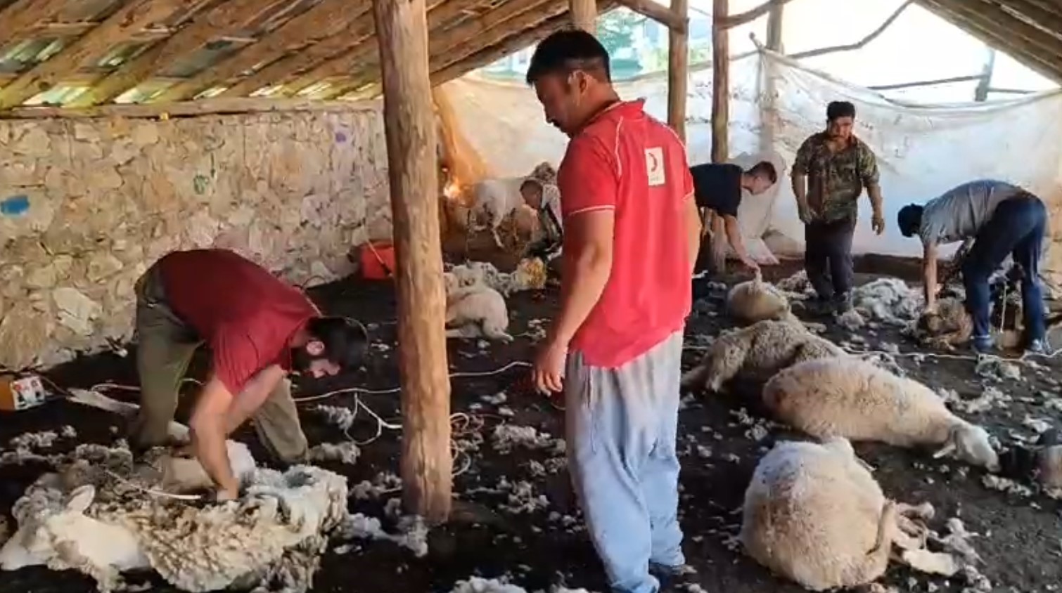 Antalya’da havalar ısındı, koyun kırkımı başladı
