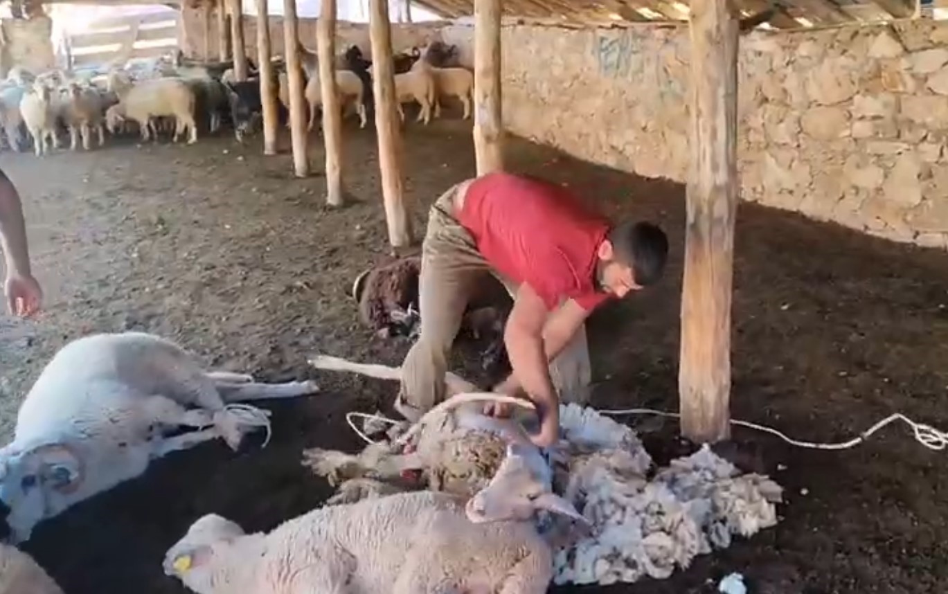 Antalya’da havalar ısındı, koyun kırkımı başladı
