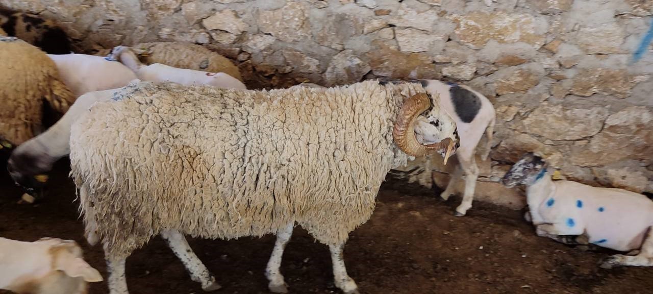 Antalya’da havalar ısındı, koyun kırkımı başladı
