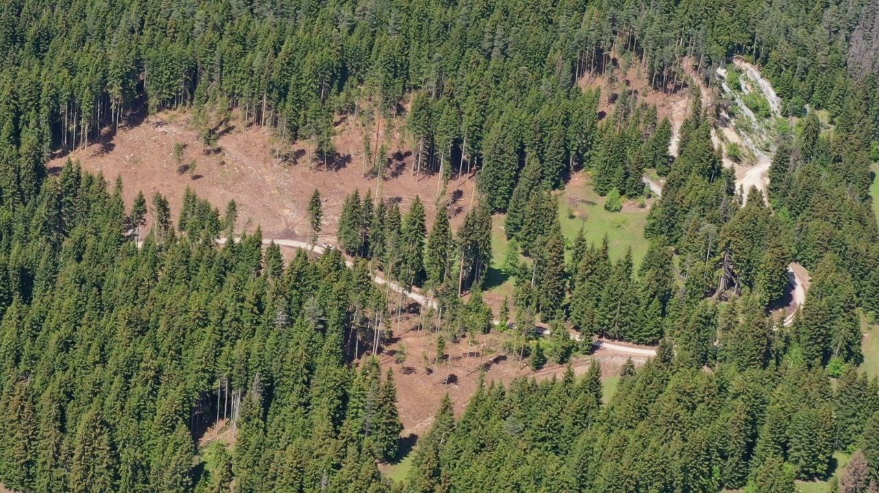 Şavşat Karagöl Sahara Milli Parkında zararlı böceklerle mücadele sürüyor
