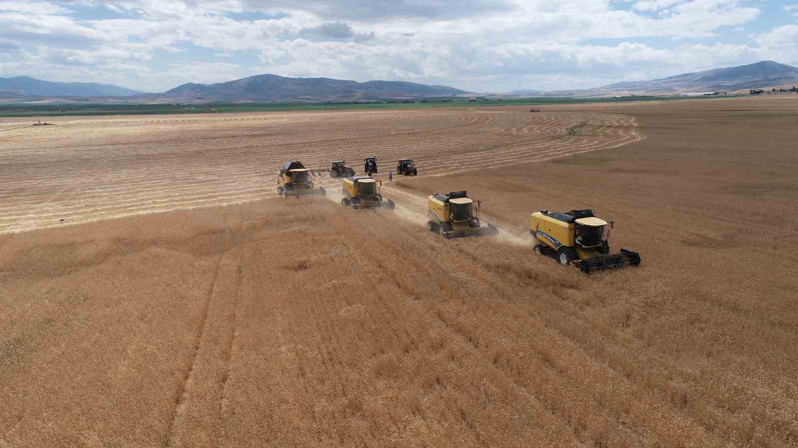 Gökhöyük’te tohumluk buğday hasadı başladı: 4 bin 500 ton üretim bekleniyor
