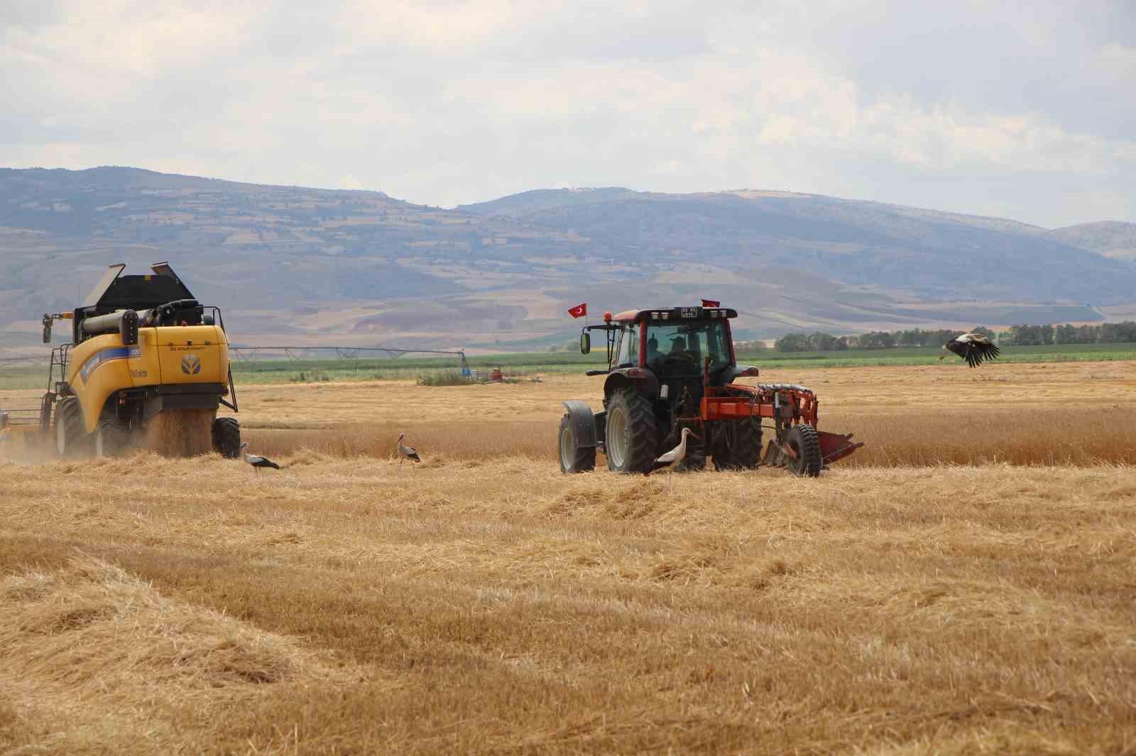 Gökhöyük’te tohumluk buğday hasadı başladı: 4 bin 500 ton üretim bekleniyor
