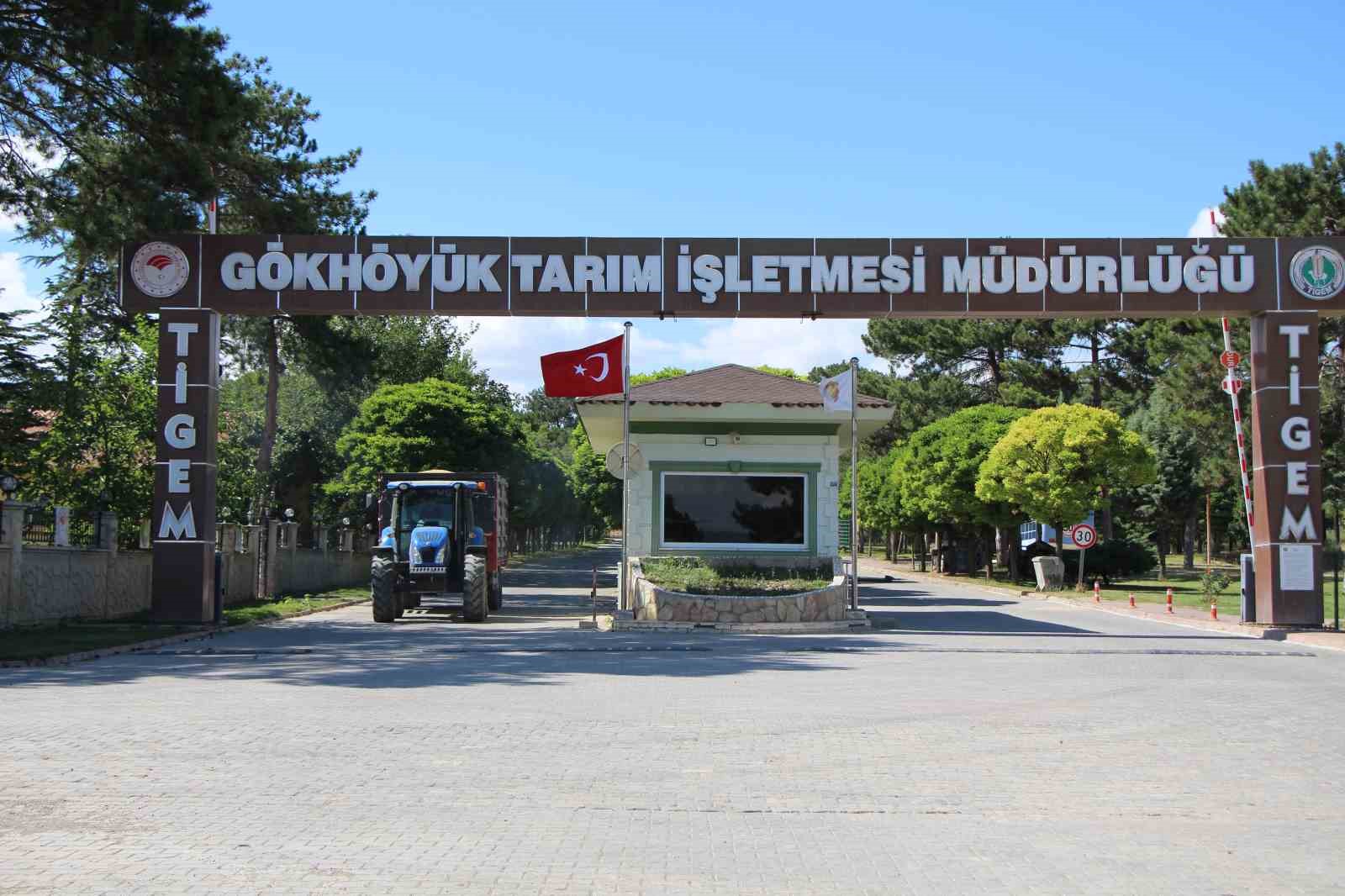 Gökhöyük’te tohumluk buğday hasadı başladı: 4 bin 500 ton üretim bekleniyor
