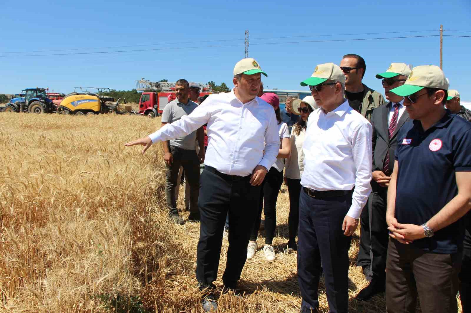 Gökhöyük’te tohumluk buğday hasadı başladı: 4 bin 500 ton üretim bekleniyor
