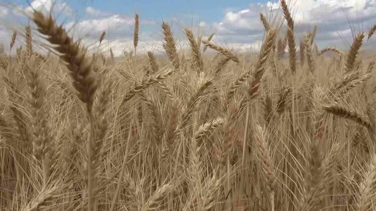 Gökhöyük’te tohumluk buğday hasadı başladı: 4 bin 500 ton üretim bekleniyor
