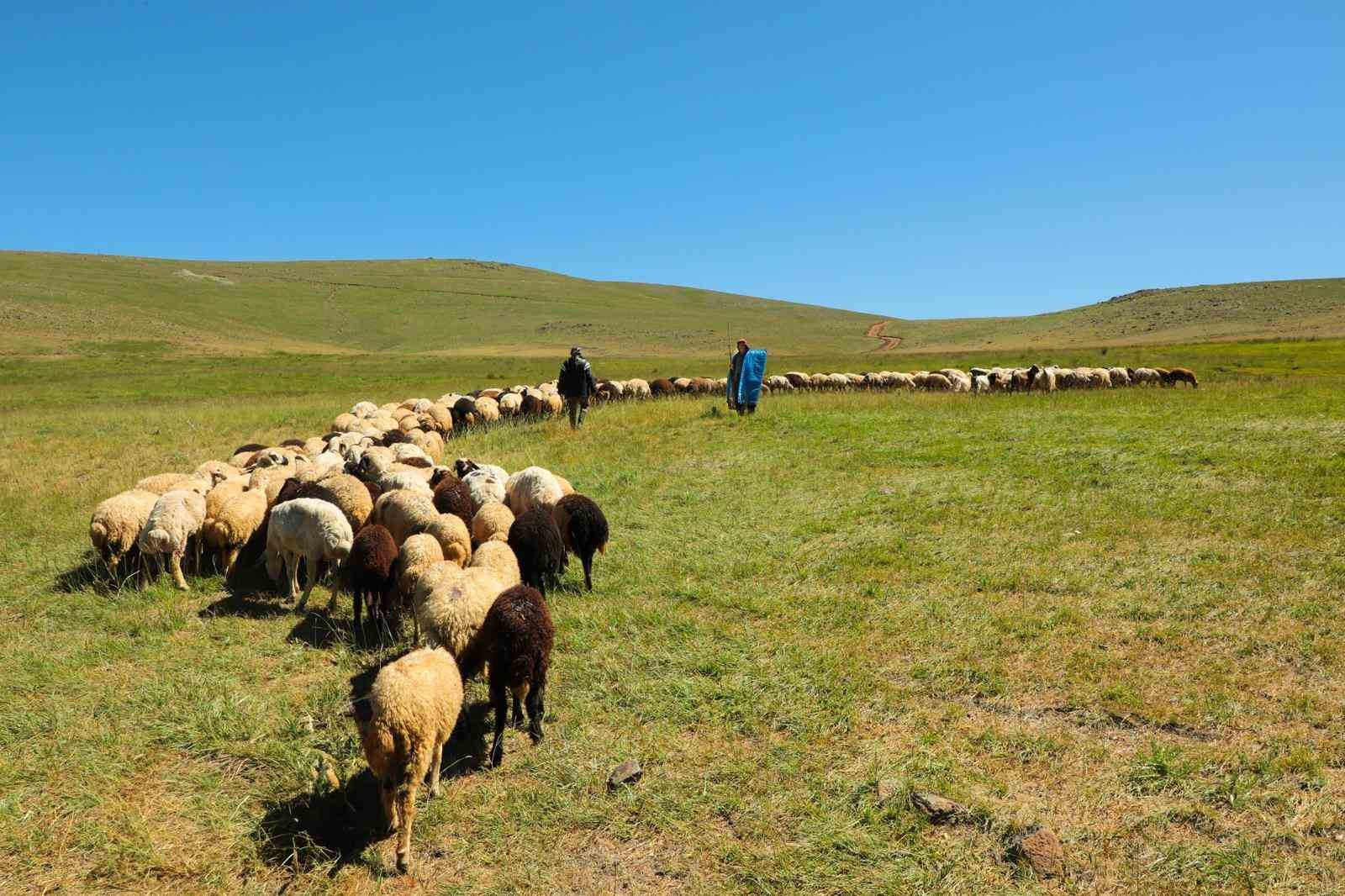 Kahvaltı sofralarına 3 bin rakımdan gelen lezzet: Erzincan tulum peyniri
