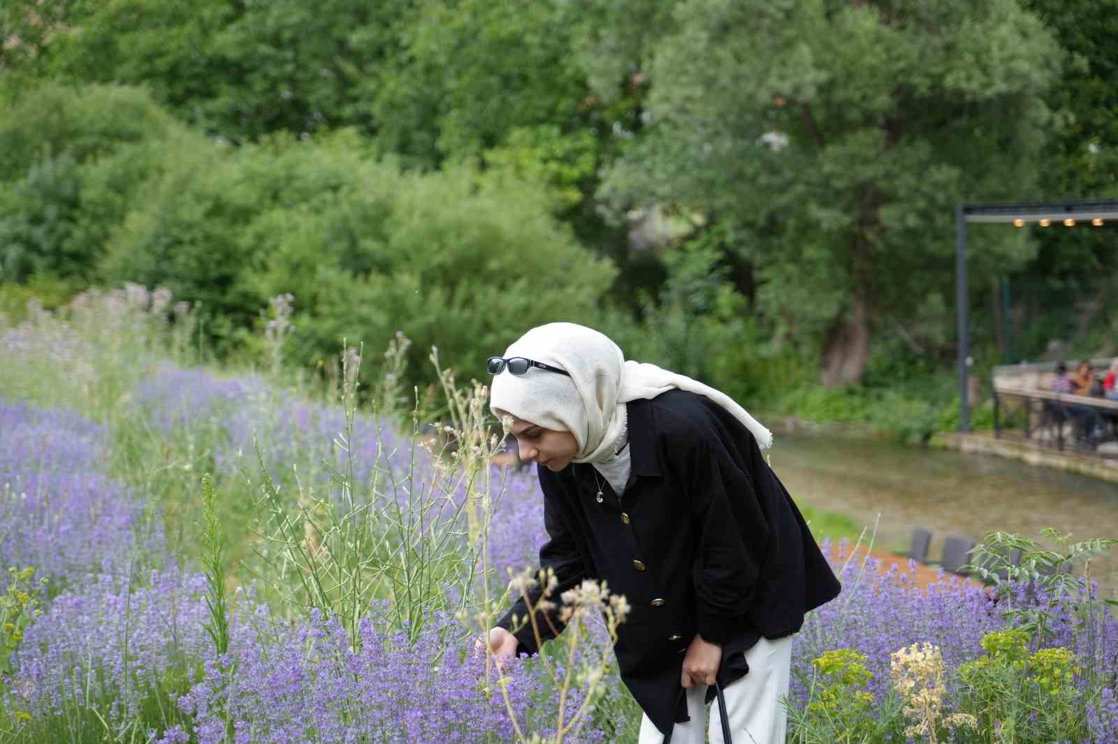 Erzincan’da lavanta üretimi için çalışmalarına devam ediyor
