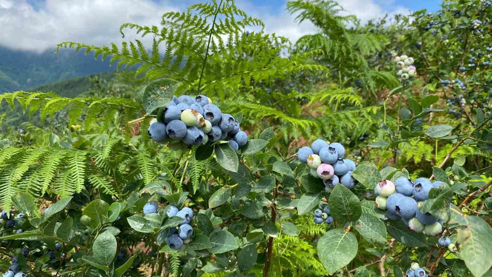 Artvin’de yaban mersini hasadı başladı
