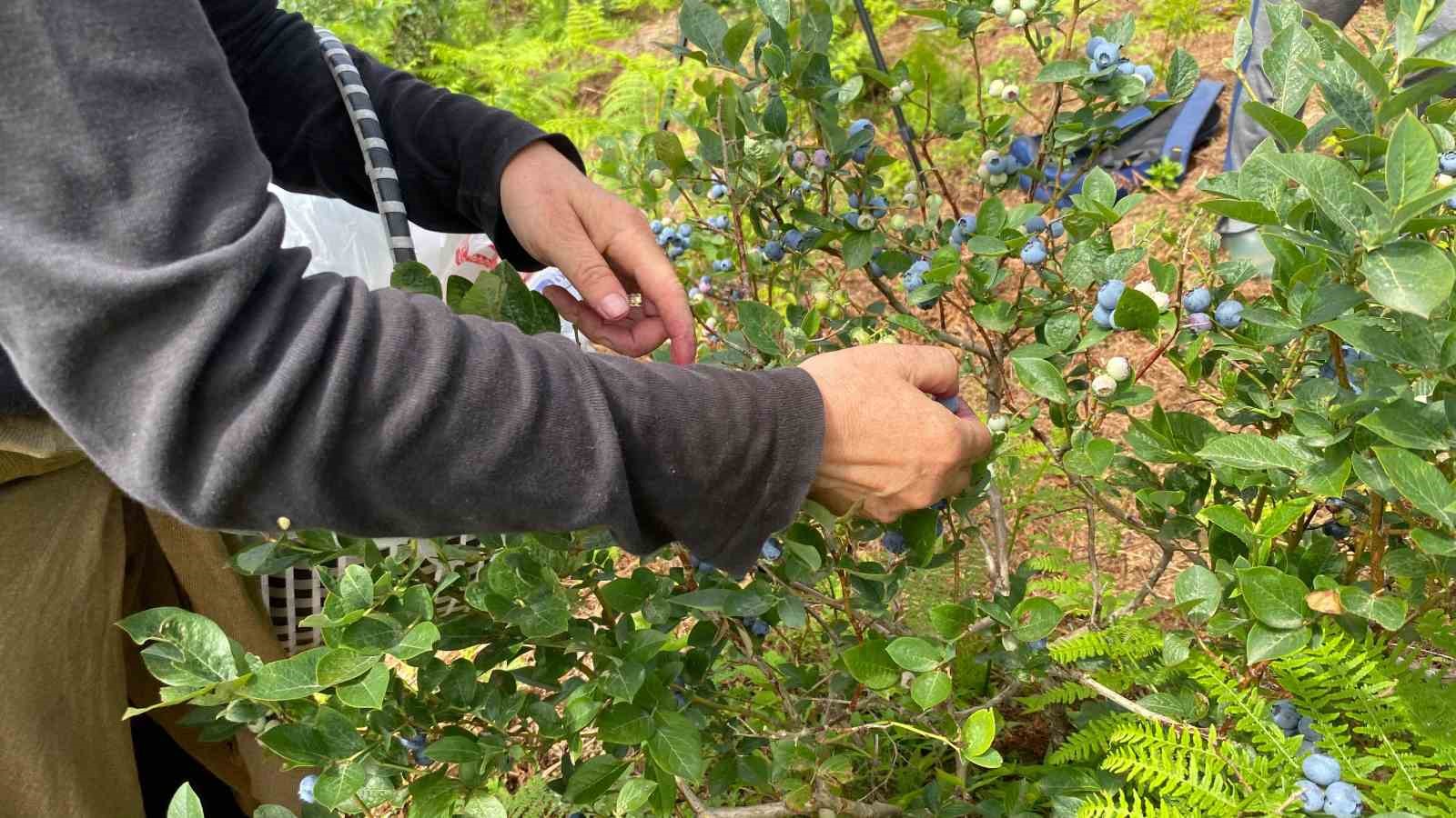 Artvin’de yaban mersini hasadı başladı
