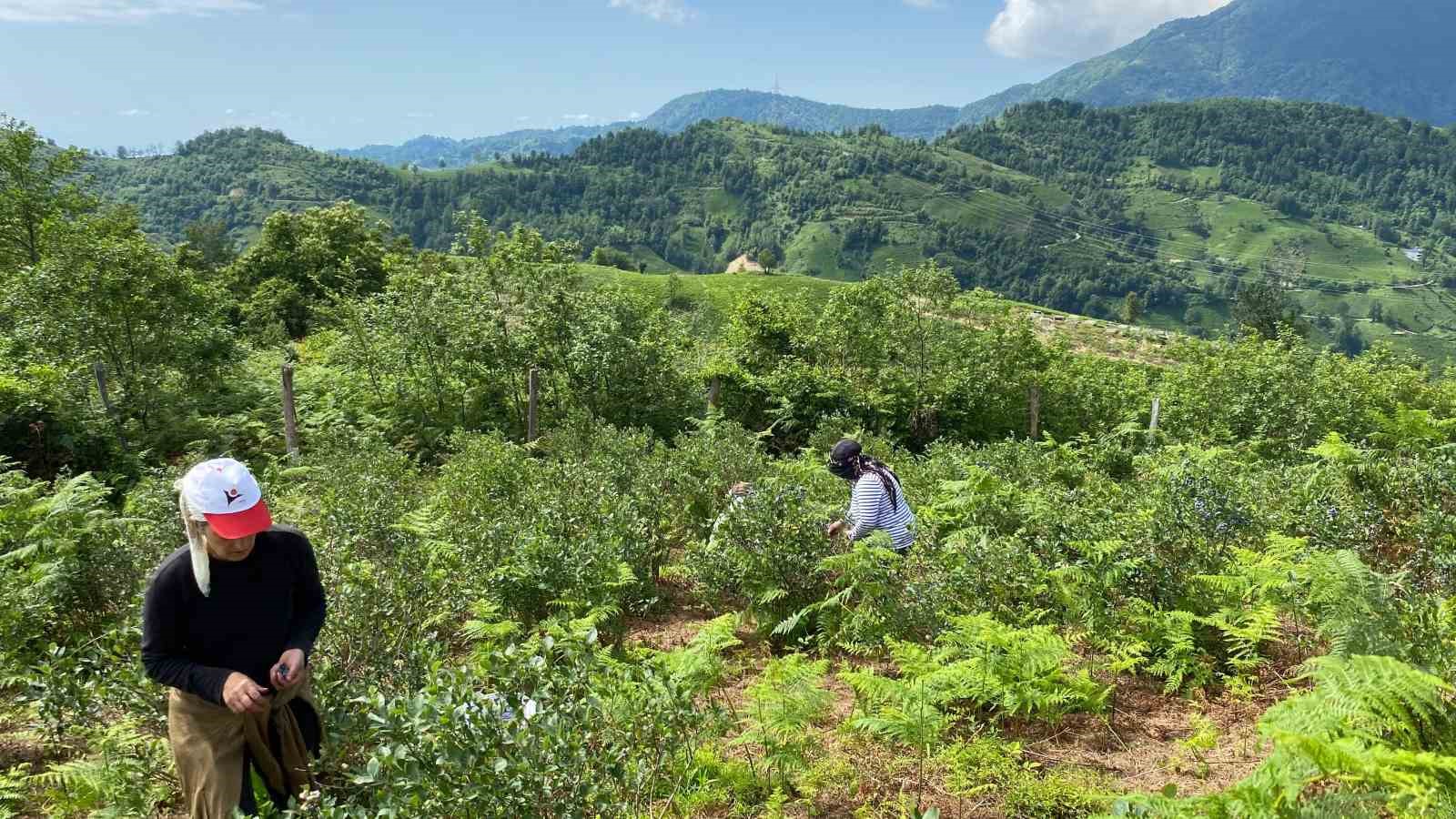 Artvin’de yaban mersini hasadı başladı
