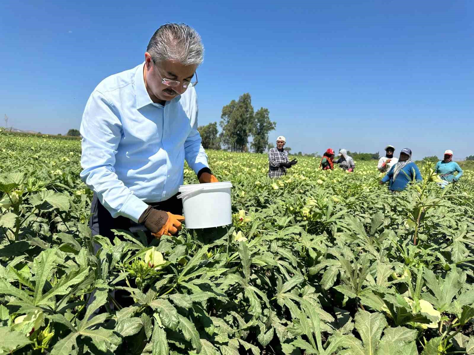 Türkiye’nin bamya üretim merkezinde hasat başladı
