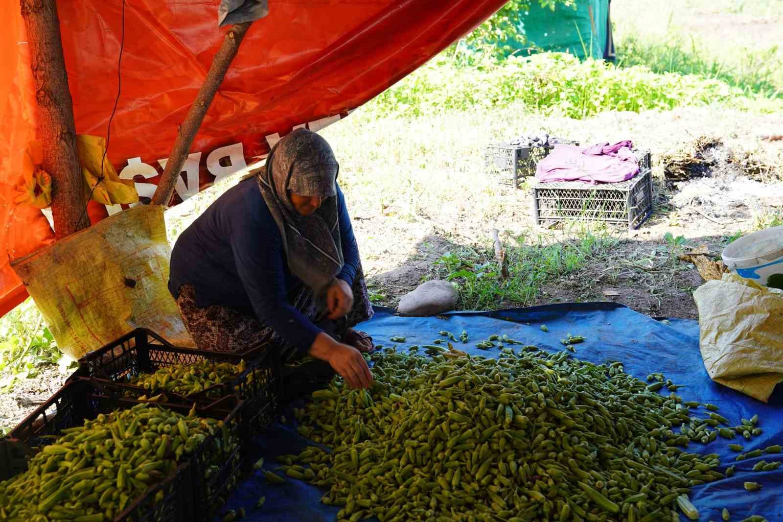 Türkiye’nin bamya üretim merkezinde hasat başladı
