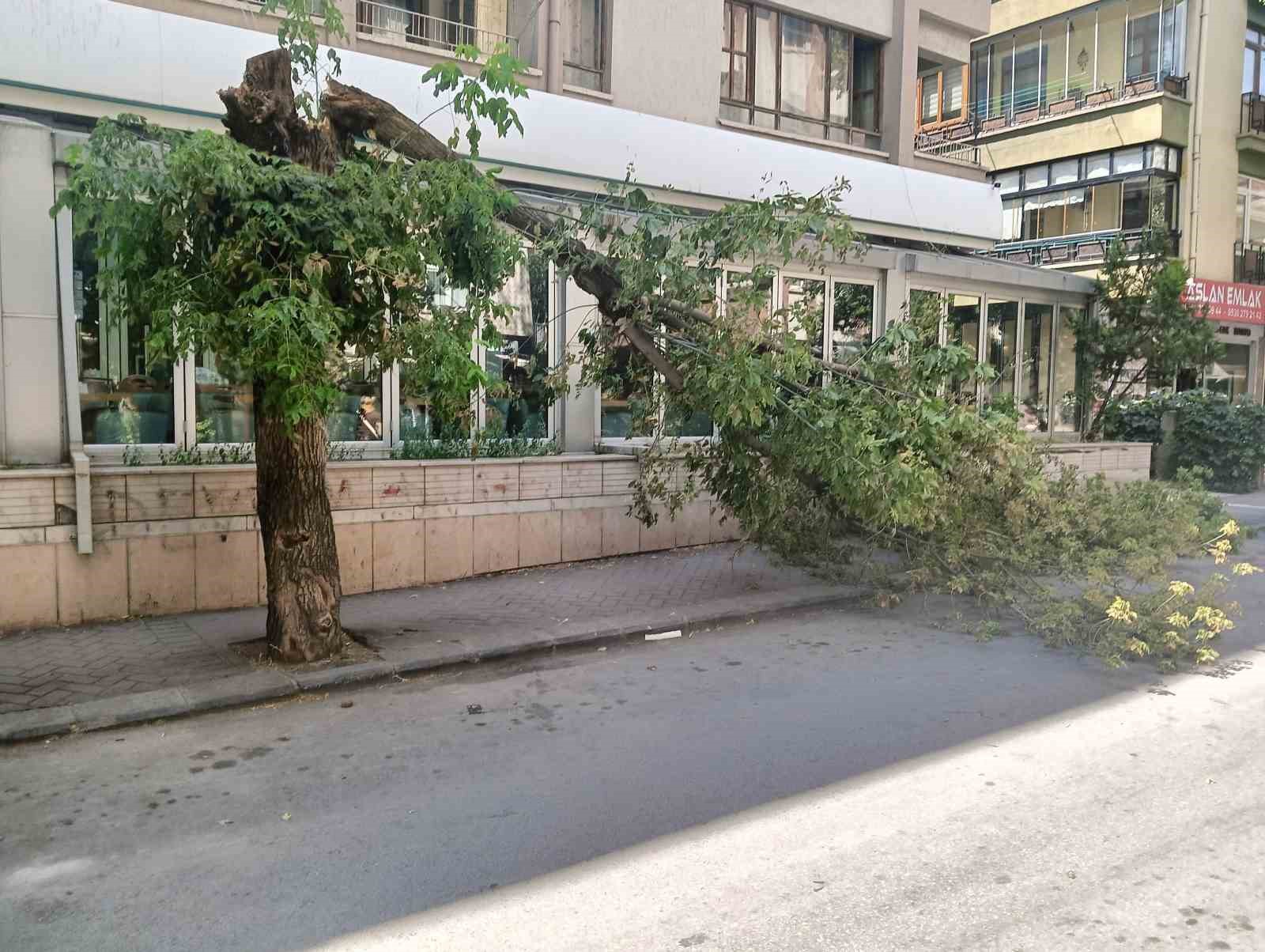 Rüzgarın devirdiği ağaç, park halindeki otomobillerin üzerine düştü
