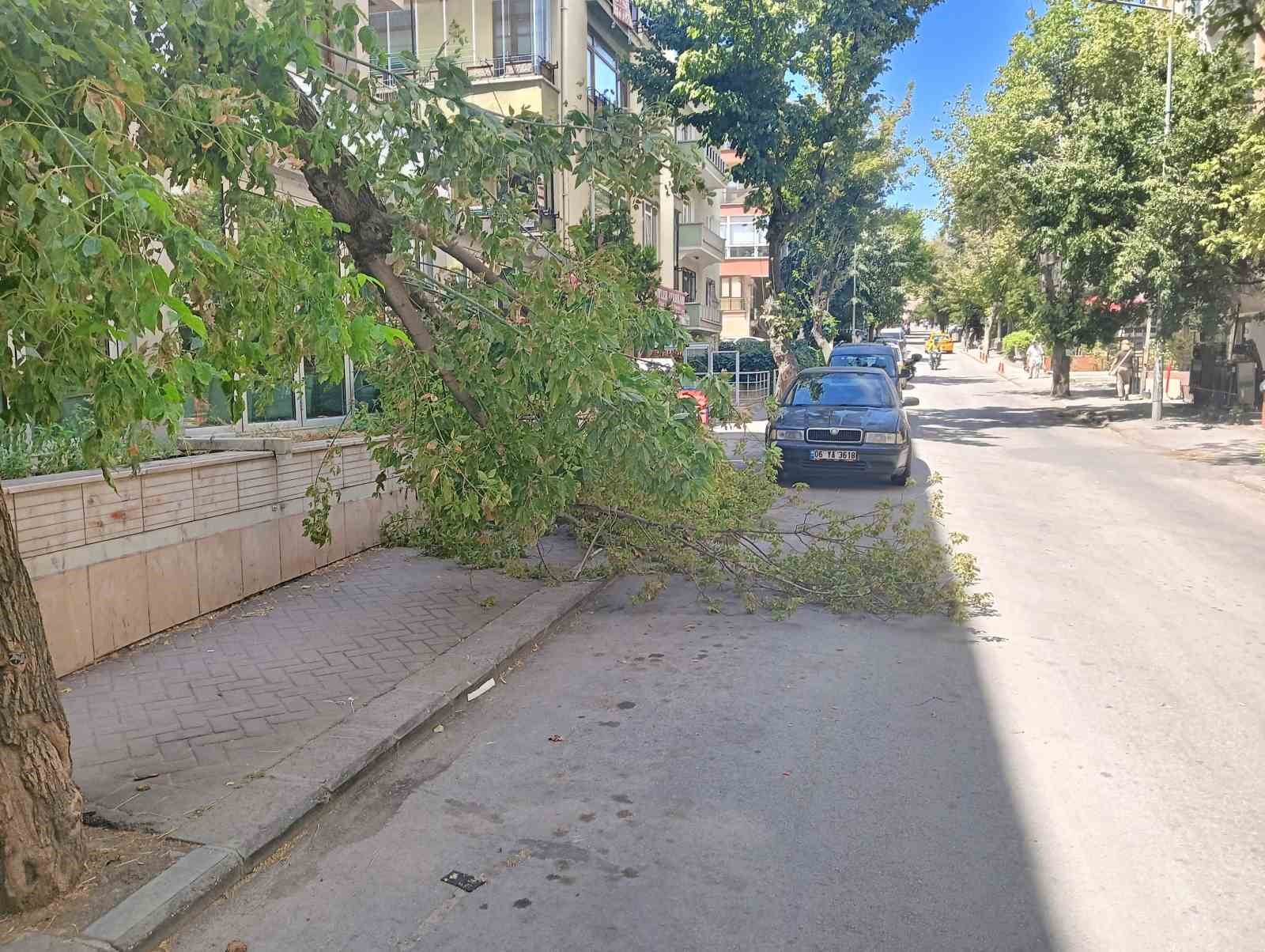 Rüzgarın devirdiği ağaç, park halindeki otomobillerin üzerine düştü
