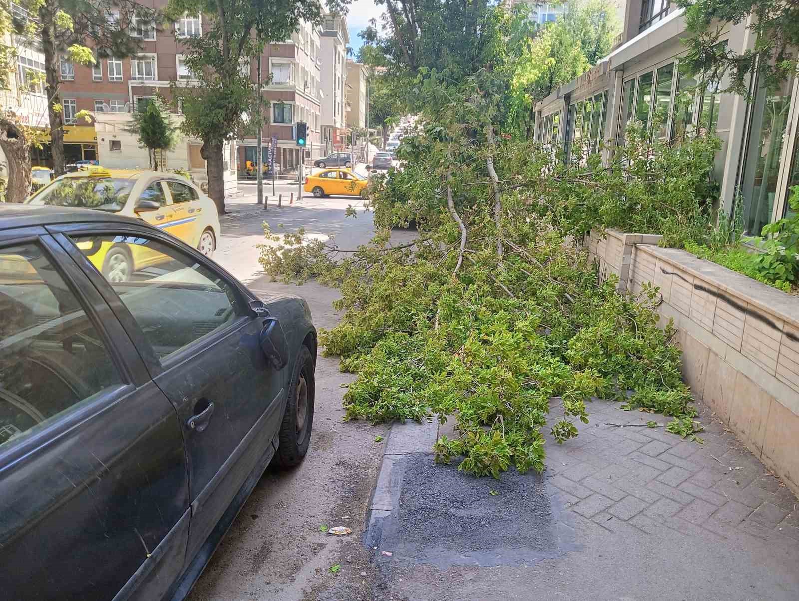 Rüzgarın devirdiği ağaç, park halindeki otomobillerin üzerine düştü
