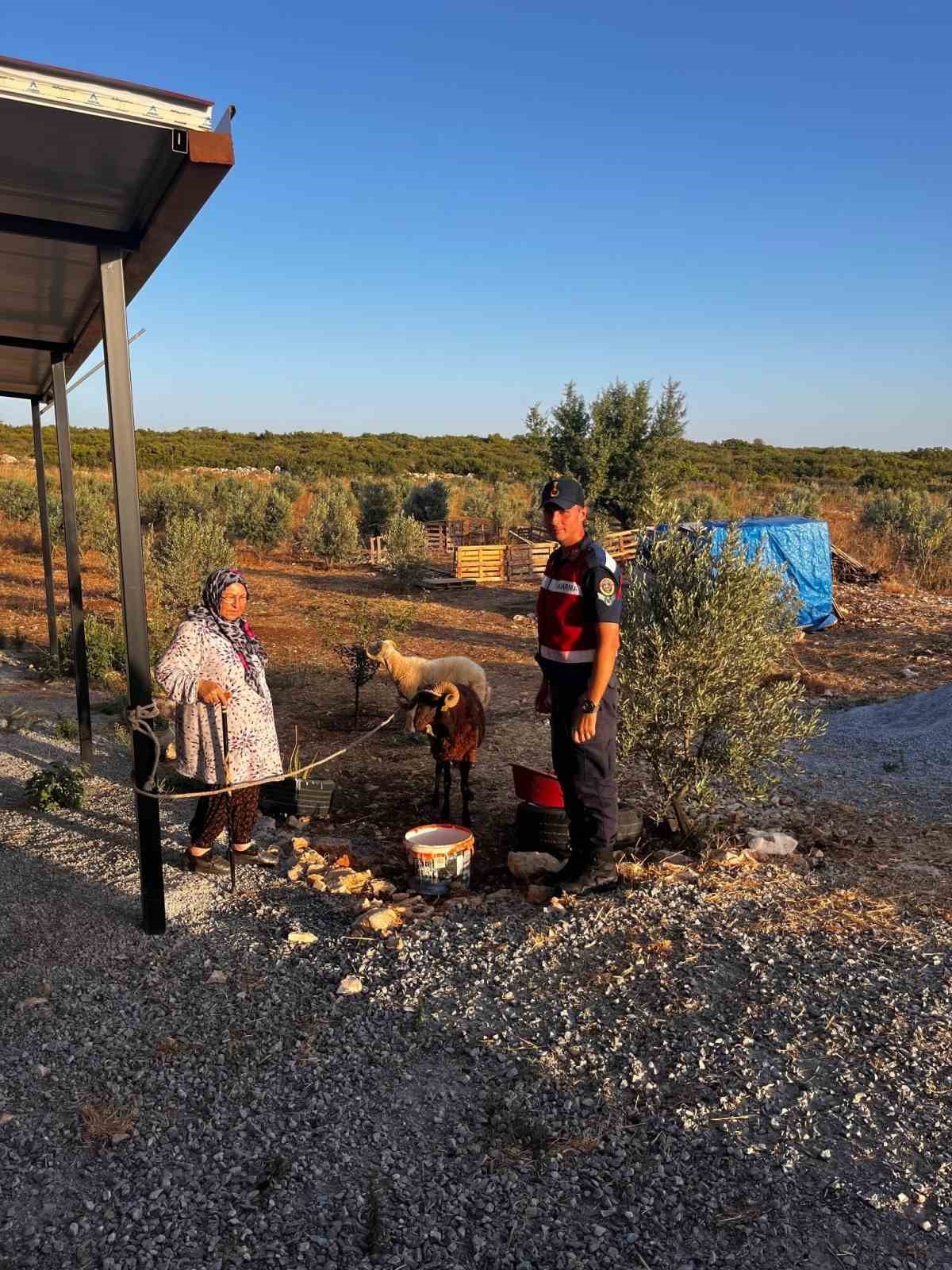 Kaybolan hayvanları jandarma buldu
