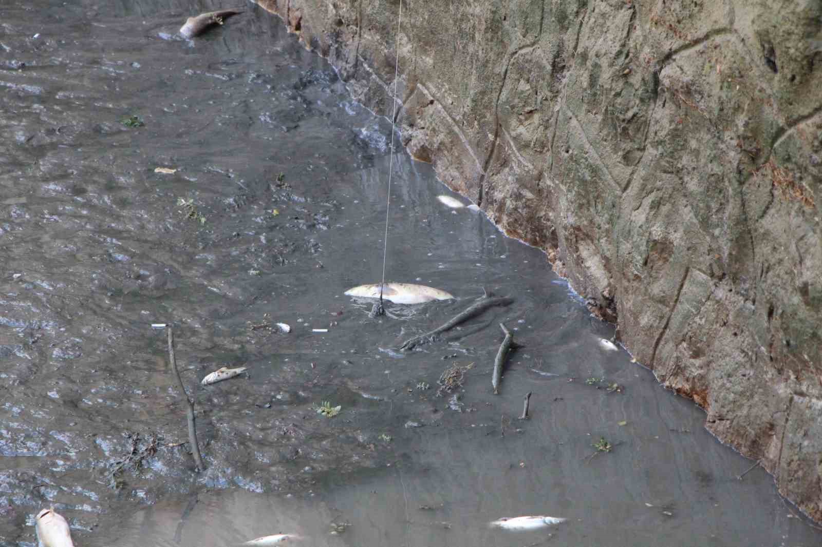 Amasya’da Yeşilırmak Nehri’nde balık ölümleri: Balık tutanlar ‘zehirli olabilir’ diye uyarıldı
