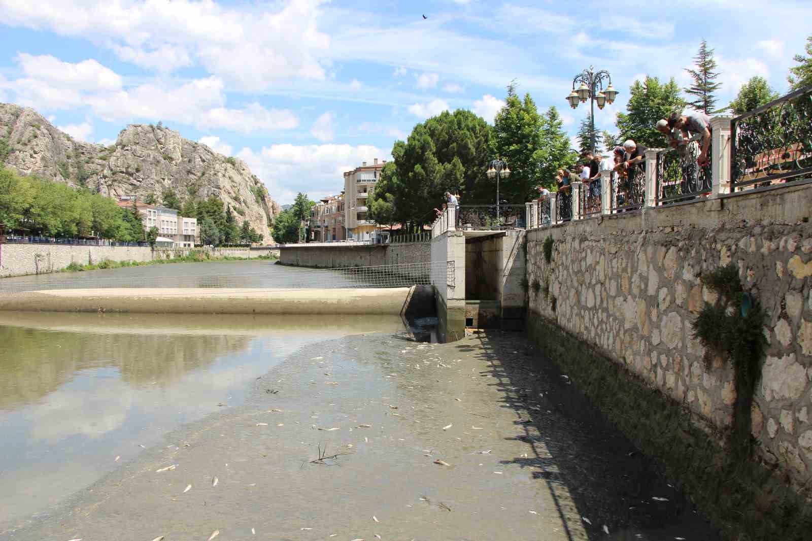 Amasya’da Yeşilırmak Nehri’nde balık ölümleri: Balık tutanlar ‘zehirli olabilir’ diye uyarıldı
