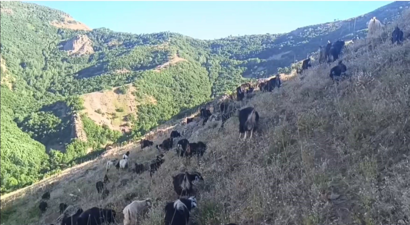 Muş’ta koyunları otlatırken kurt ile göz göze geldi
