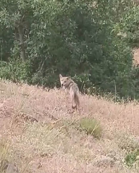 Muş’ta koyunları otlatırken kurt ile göz göze geldi
