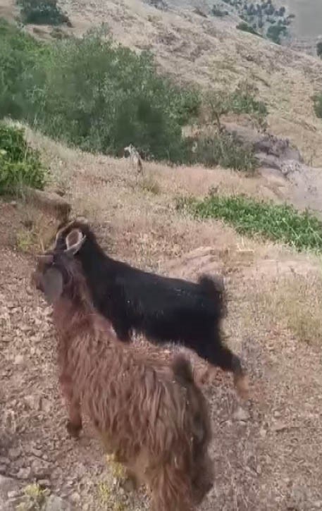 Muş’ta koyunları otlatırken kurt ile göz göze geldi
