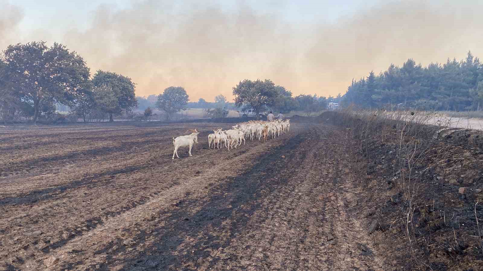 80 küçükbaş hayvanını yanmaktan son anda kurtardı
