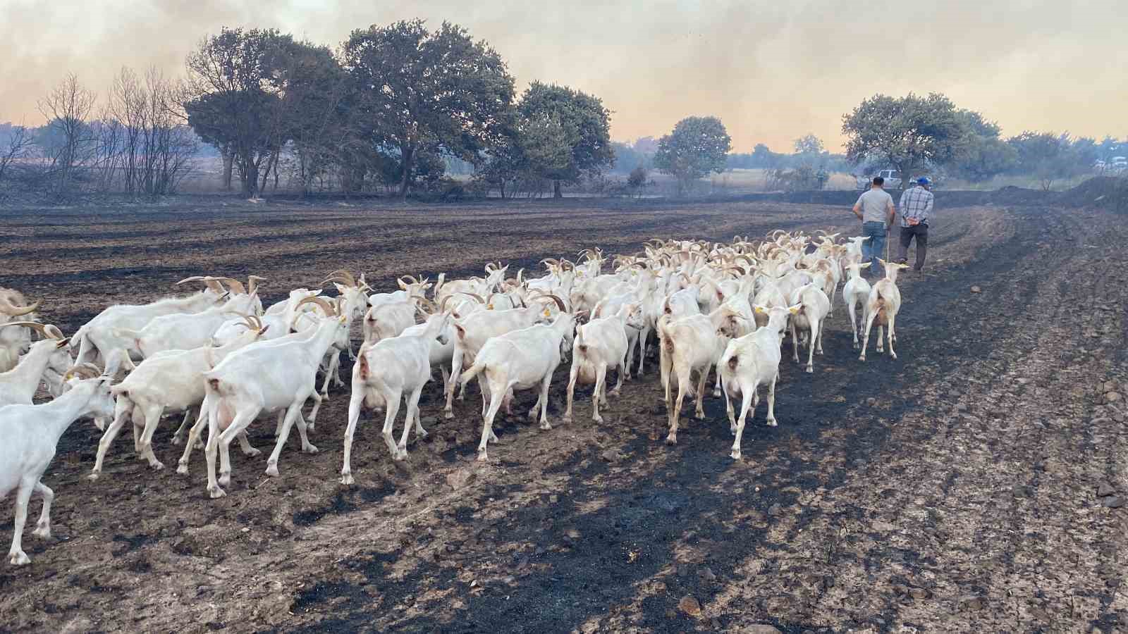 80 küçükbaş hayvanını yanmaktan son anda kurtardı
