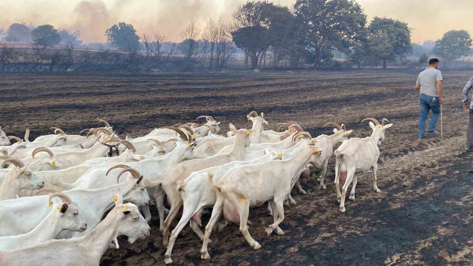 80 küçükbaş hayvanını yanmaktan son anda kurtardı
