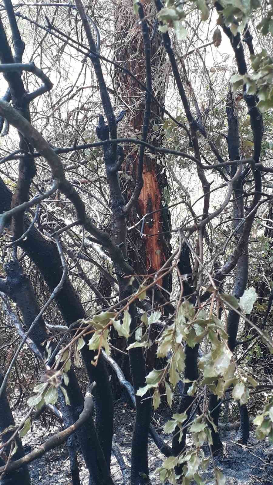 Denizli’de yıldırım yangına neden oldu
