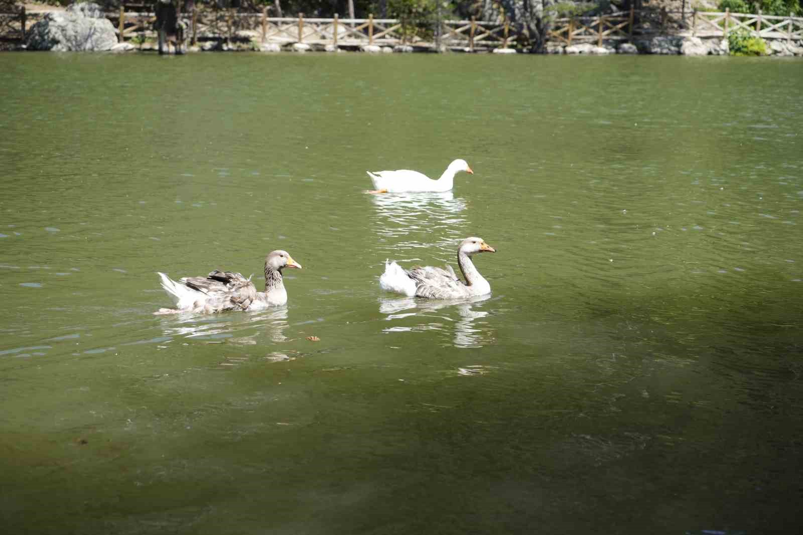 Zigana Dağı’nın serin sığınağı Limni Gölü ziyaretçilerini bekliyor
