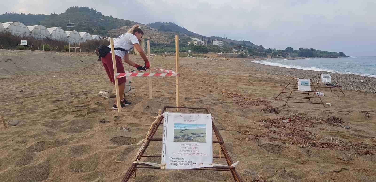 Alanya’da caretta caretta yuvalarında rekor kırıldı
