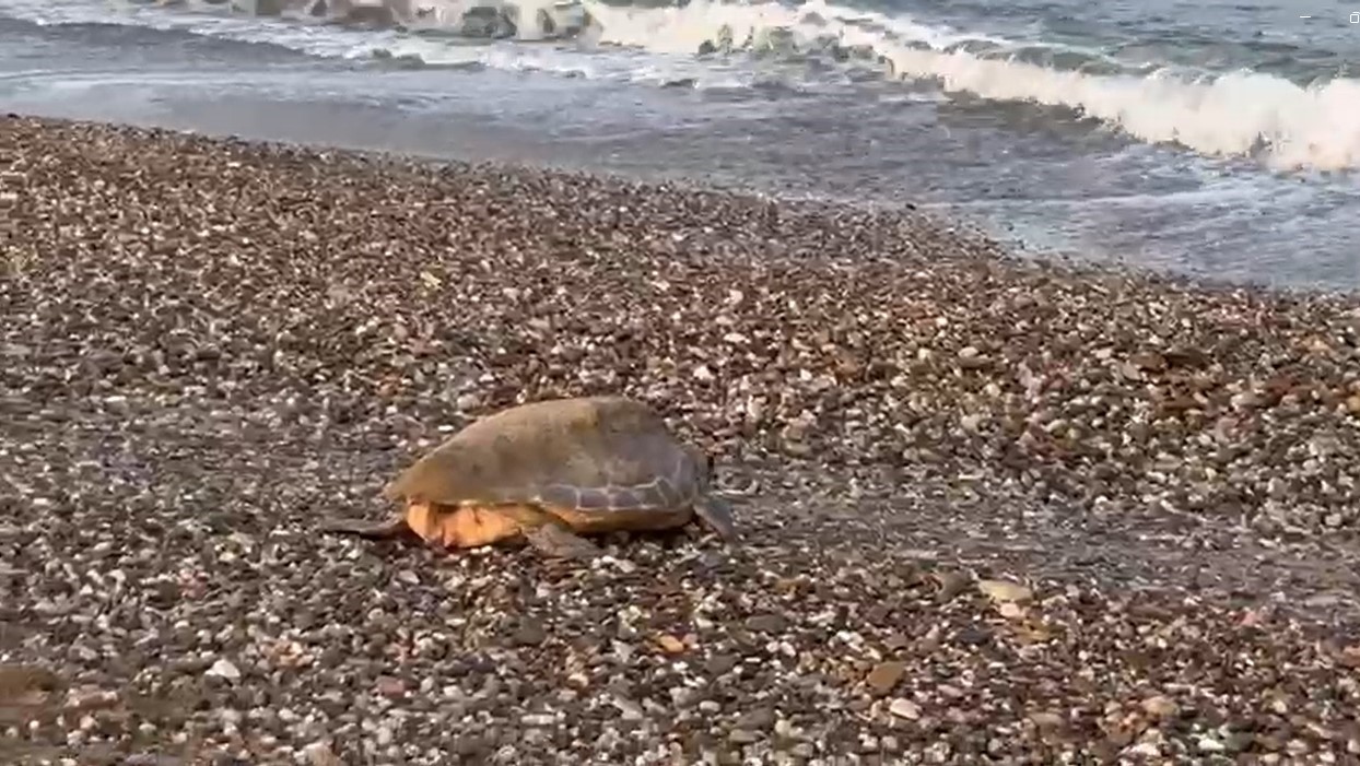 Alanya’da caretta caretta yuvalarında rekor kırıldı
