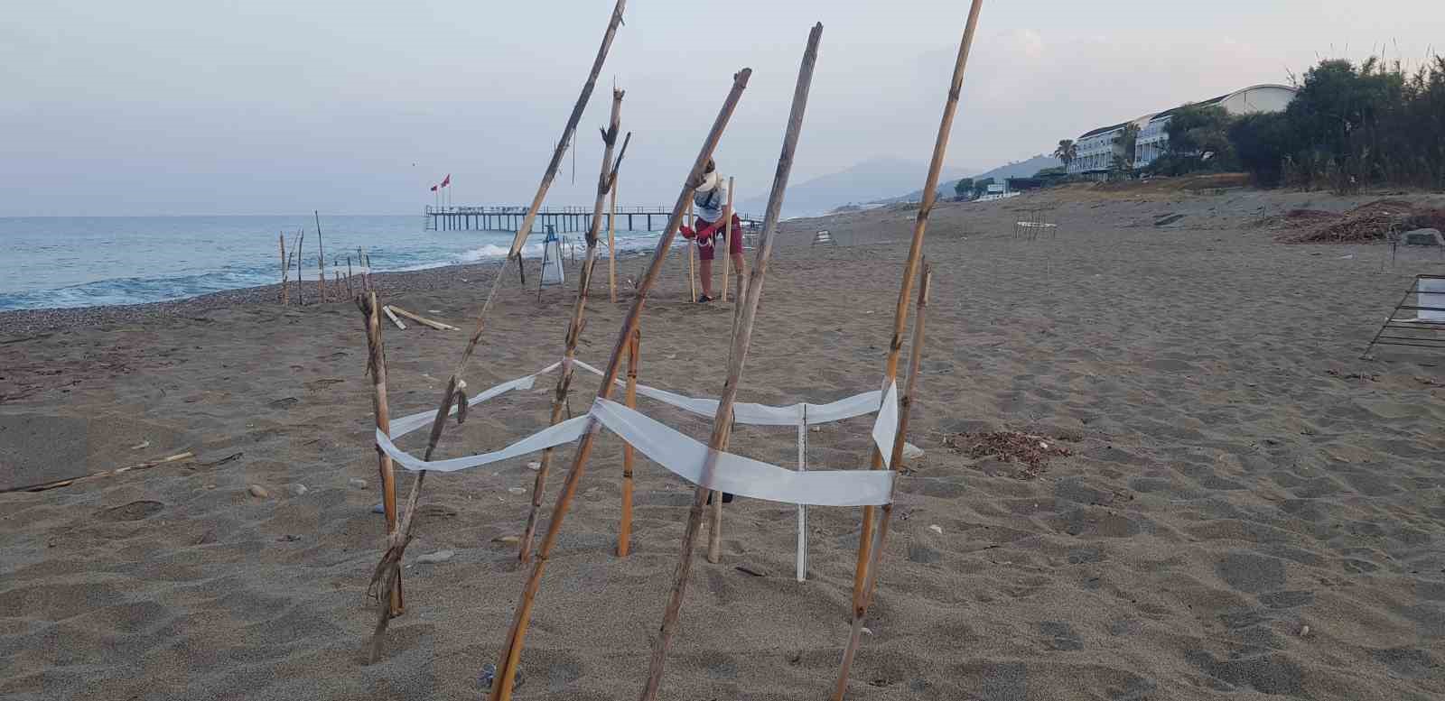 Alanya’da caretta caretta yuvalarında rekor kırıldı
