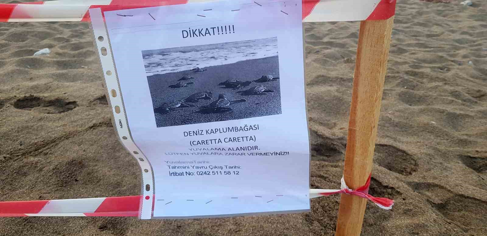 Alanya’da caretta caretta yuvalarında rekor kırıldı
