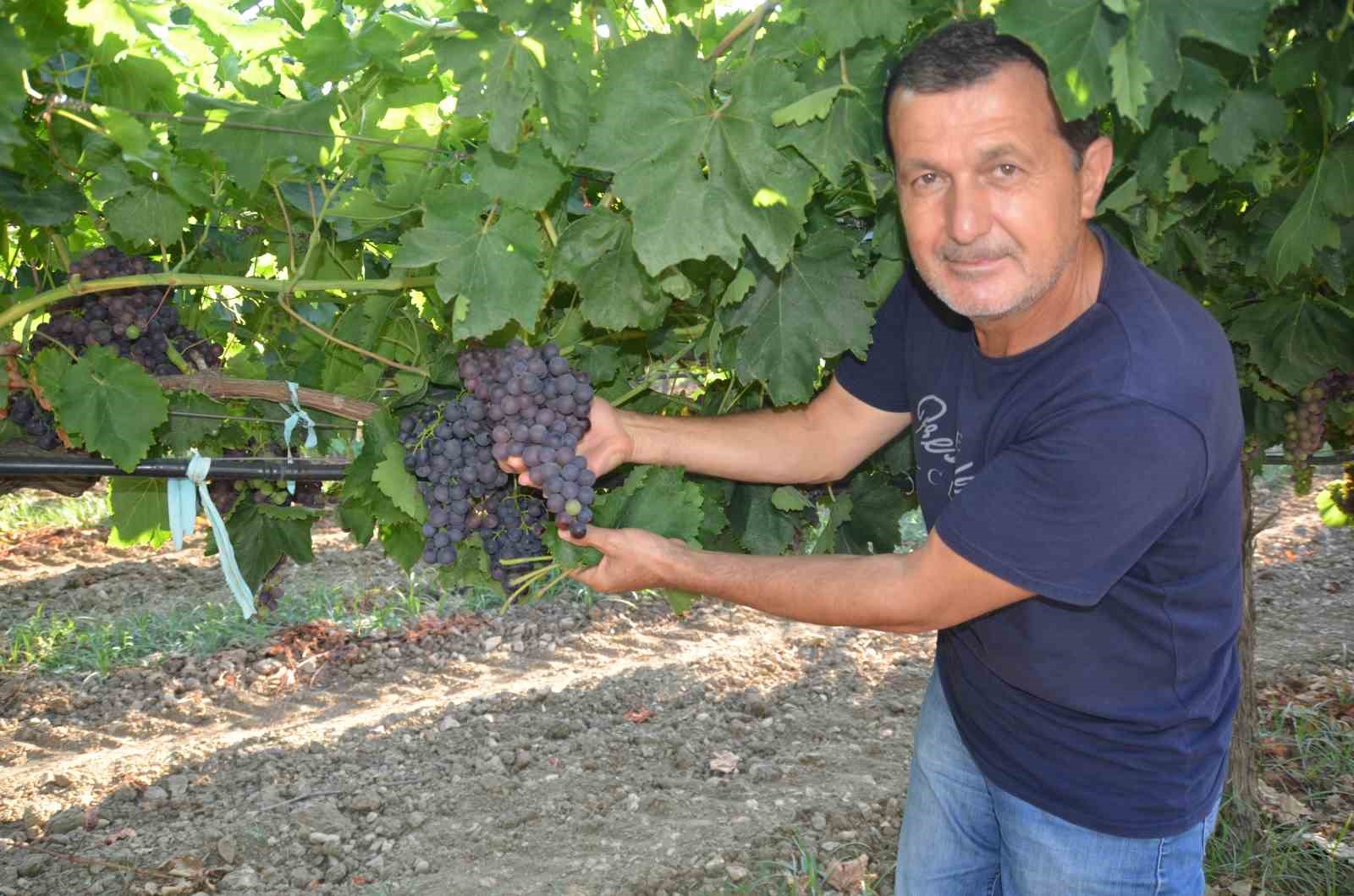 Antalya’da üzümde bu yıl yüzde yüz rekolte bekleniyor
