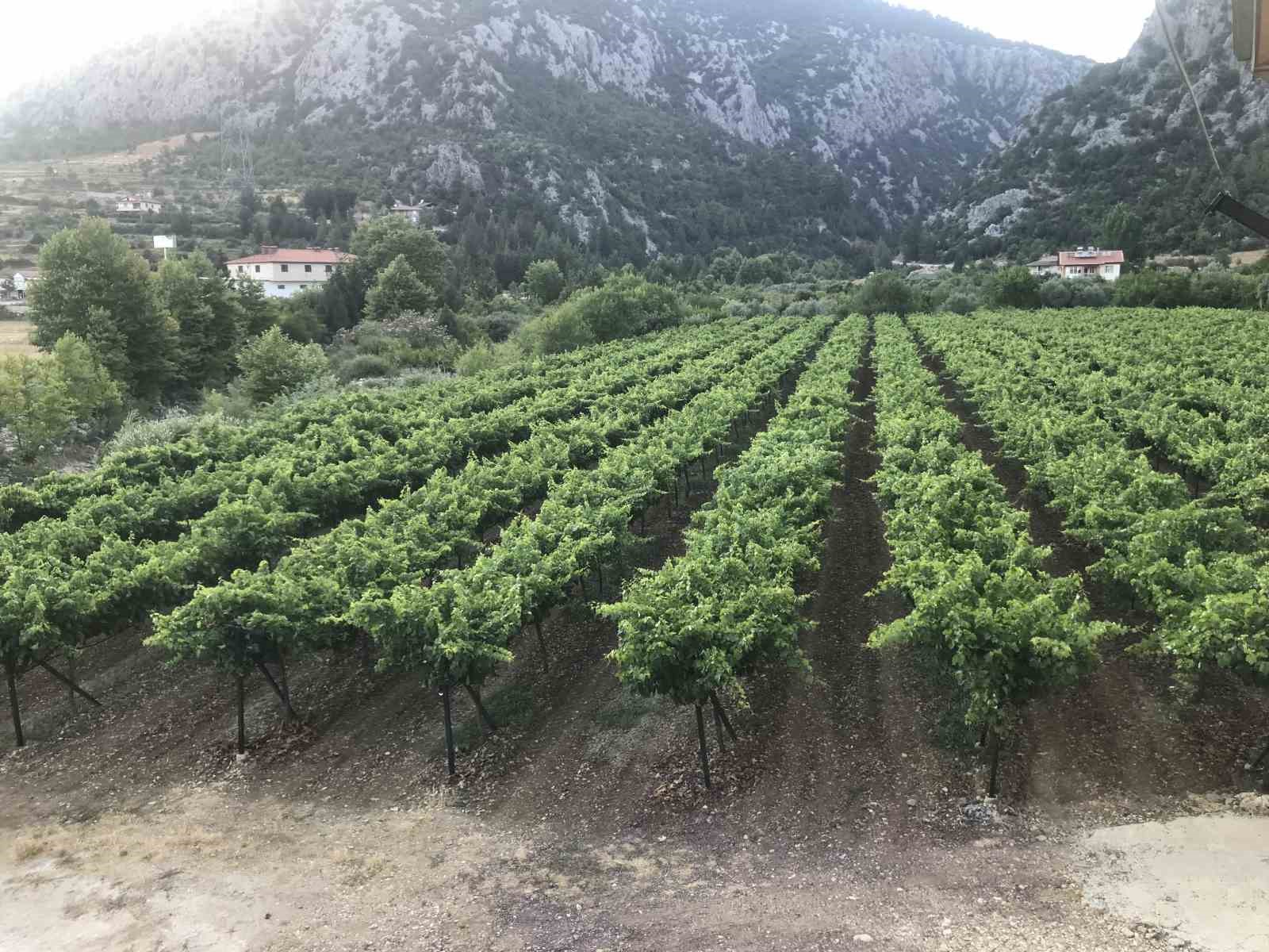 Antalya’da üzümde bu yıl yüzde yüz rekolte bekleniyor
