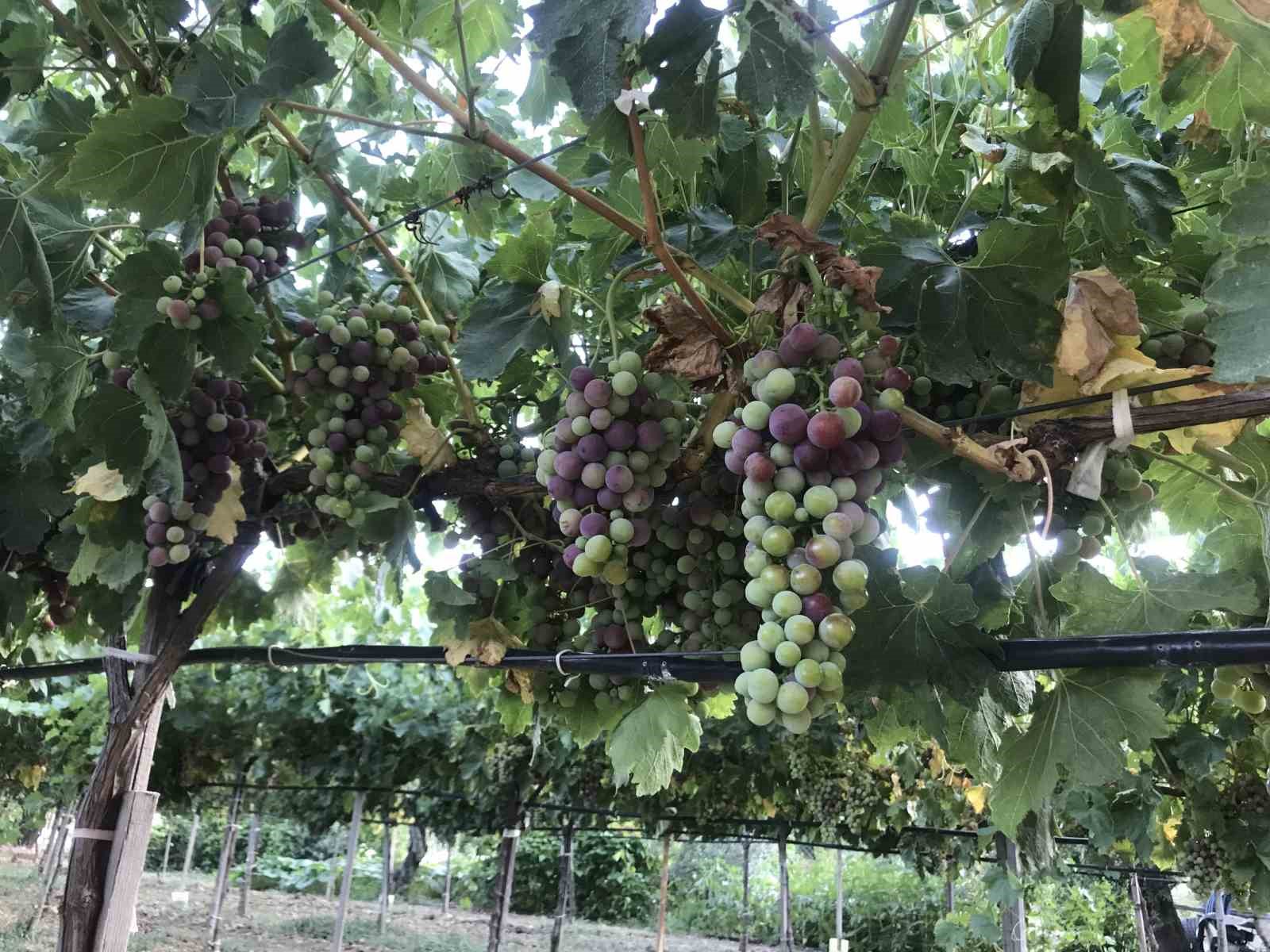 Antalya’da üzümde bu yıl yüzde yüz rekolte bekleniyor
