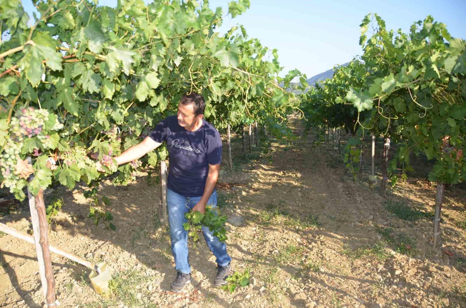 Antalya’da üzümde bu yıl yüzde yüz rekolte bekleniyor
