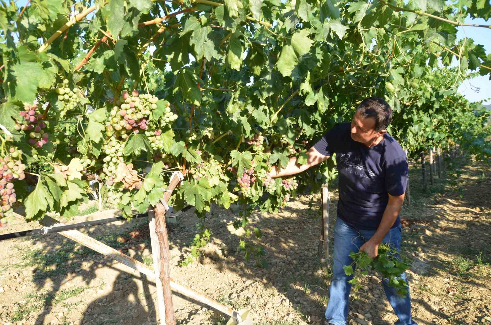 Antalya’da üzümde bu yıl yüzde yüz rekolte bekleniyor
