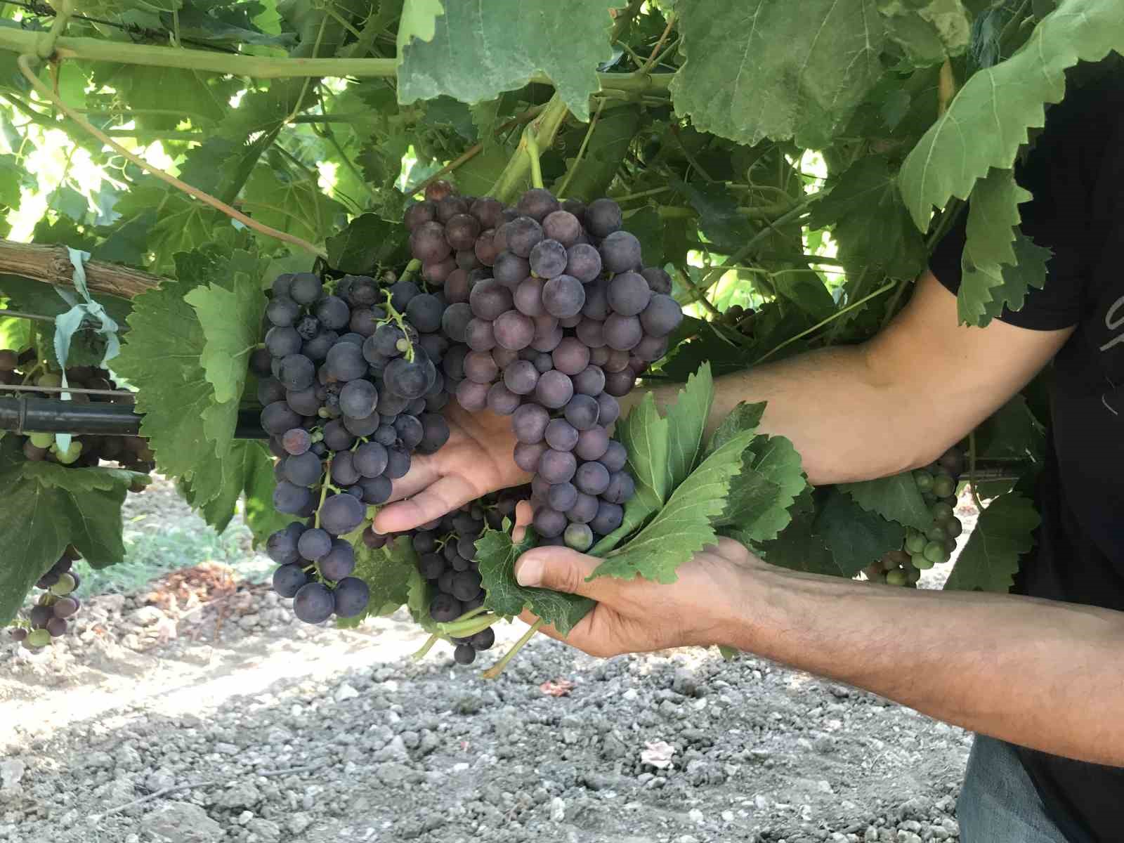 Antalya’da üzümde bu yıl yüzde yüz rekolte bekleniyor
