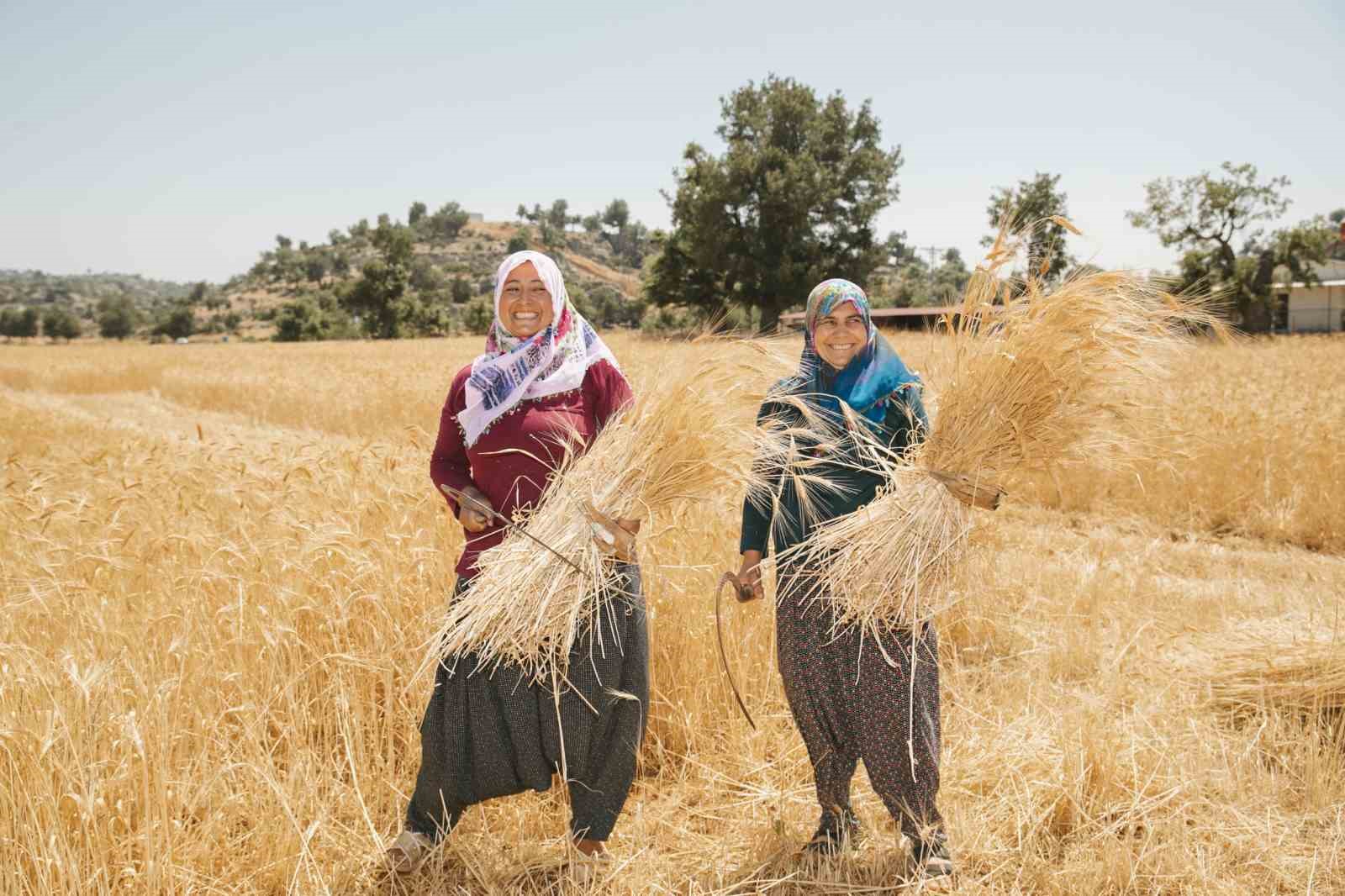 Mersin’de ata tohumlarının hasadına başlandı
