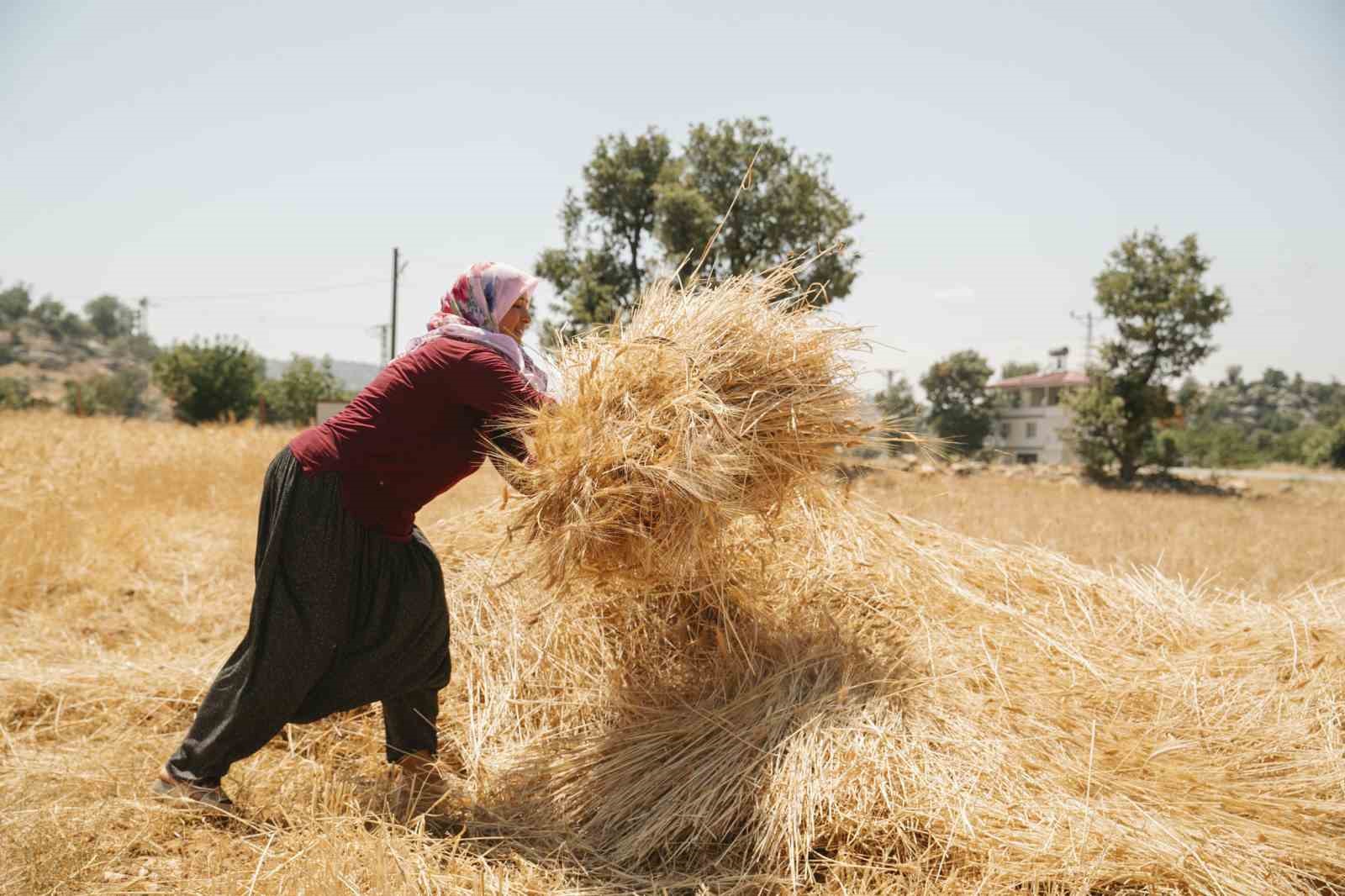 Mersin’de ata tohumlarının hasadına başlandı
