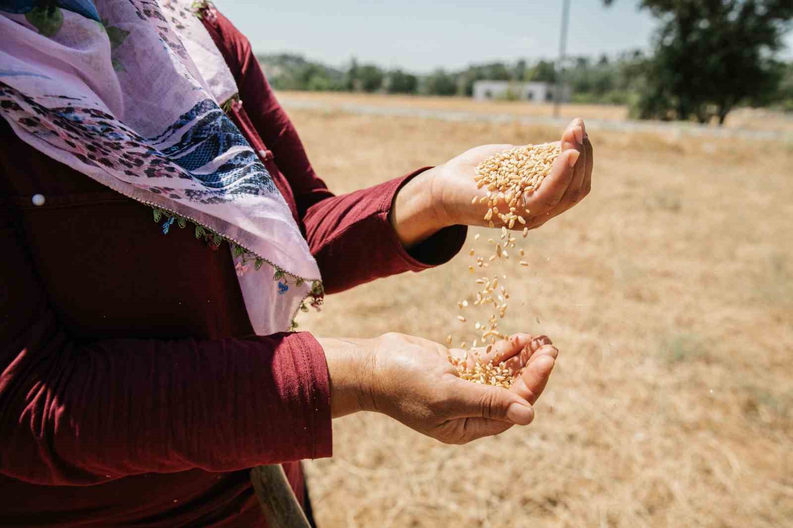 Mersin’de ata tohumlarının hasadına başlandı
