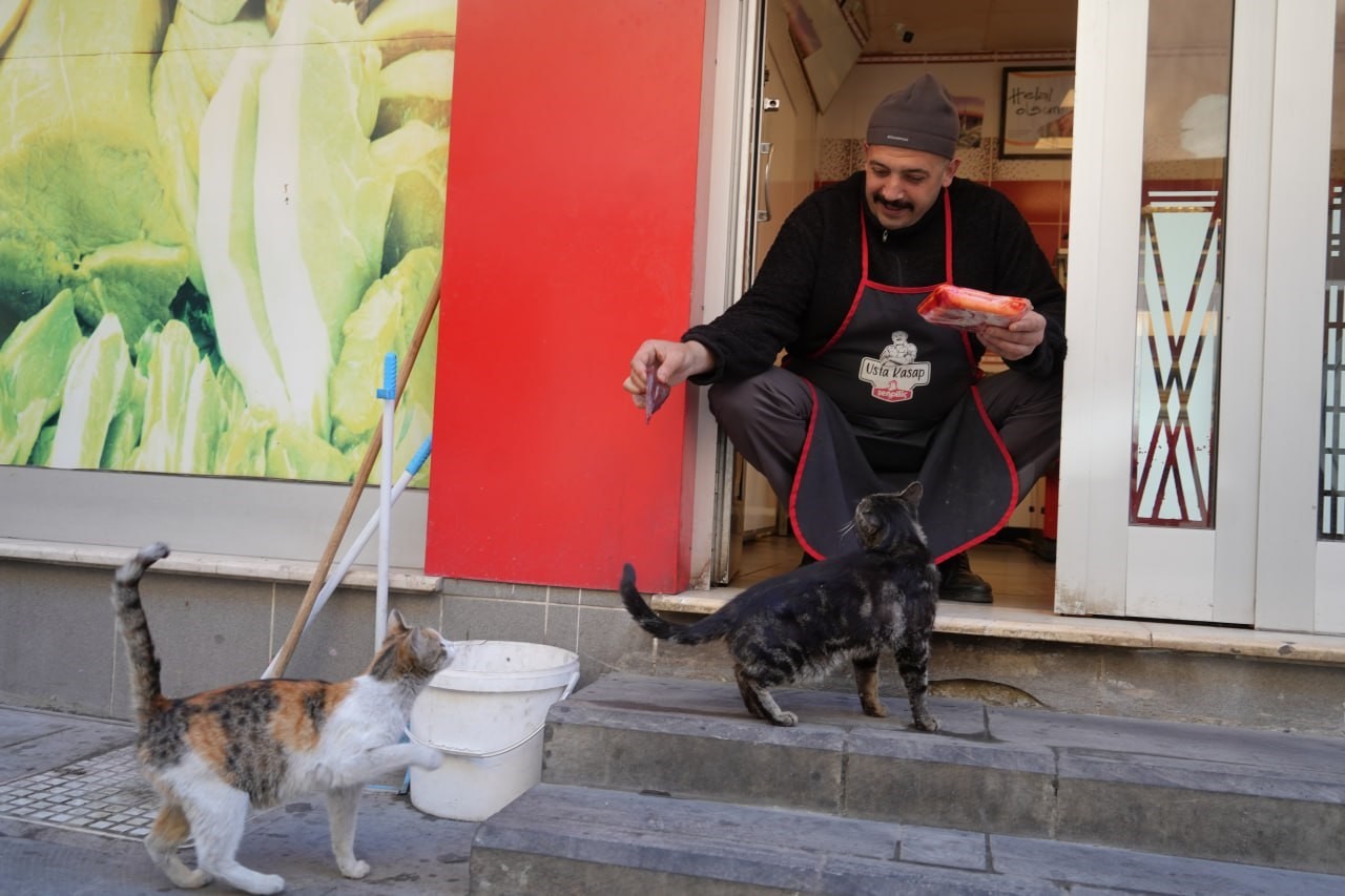 Kendi yemeyip yavrularına yiyecek götüren anne kediye kasap şefkati
