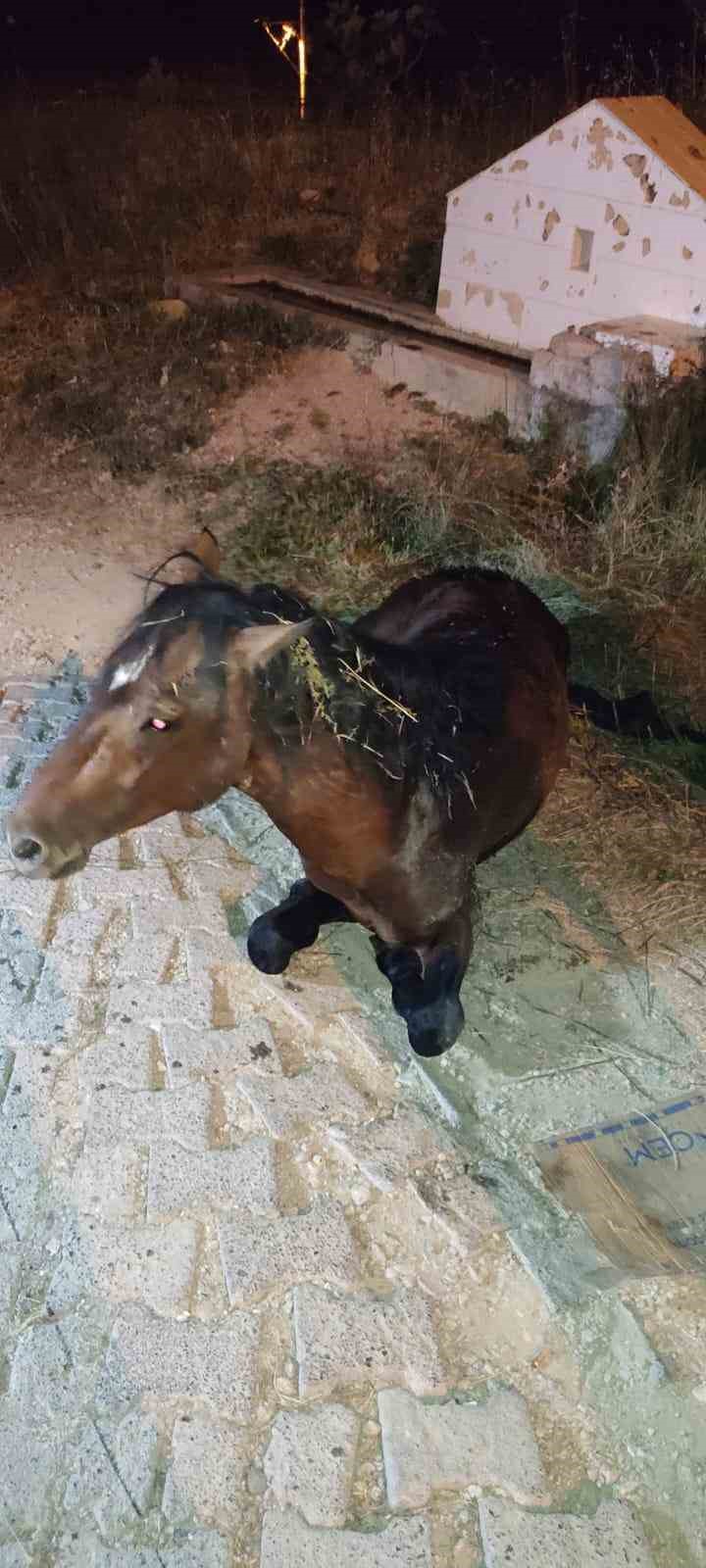 Büyükşehirden yılkı atına 5 saat süren tedavi
