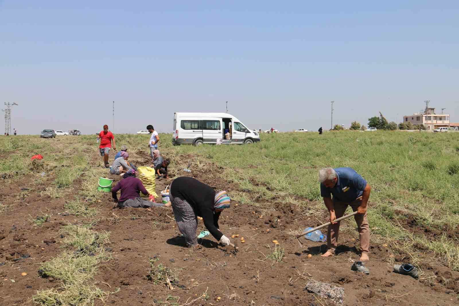 Depremzede çiftçi 350 dönümlük arazisindeki patatesi hayrına vatandaşlara bıraktı
