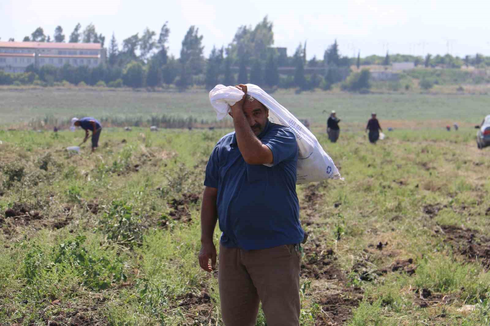 Depremzede çiftçi 350 dönümlük arazisindeki patatesi hayrına vatandaşlara bıraktı
