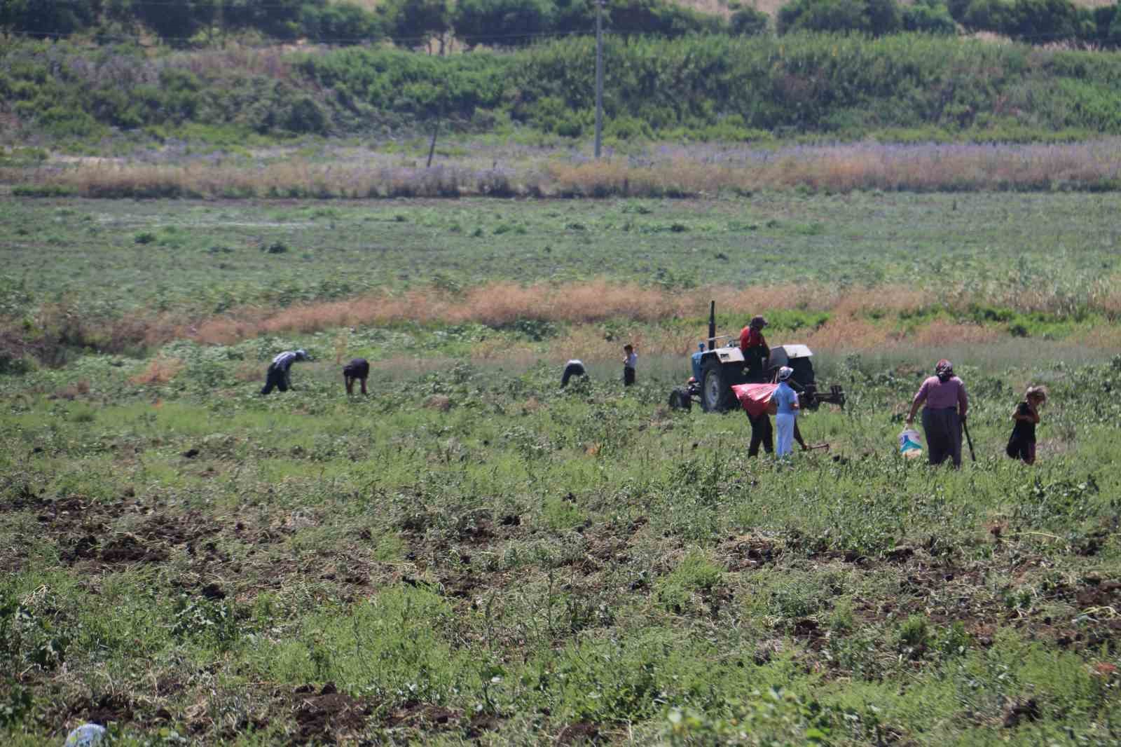 Depremzede çiftçi 350 dönümlük arazisindeki patatesi hayrına vatandaşlara bıraktı
